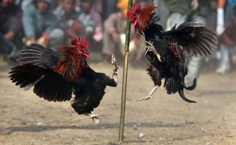 2 chiến kê tham gia trận đấu đều là các cao thủ trong đấu trường Thomo.