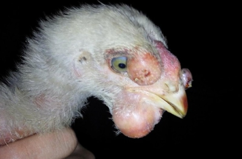 Những triệu chứng nổi bật  thường gặp khi gà bị bệnh