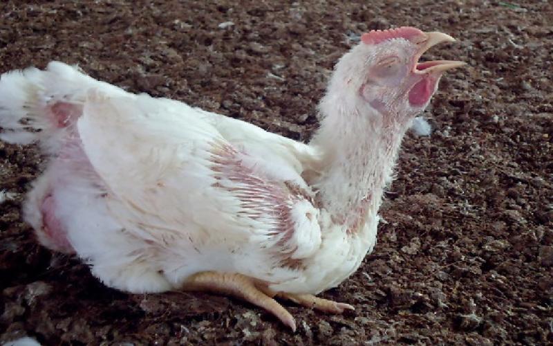 Tìm hiểu sơ lược về nguyên nhân gây ra bệnh IB ở gà