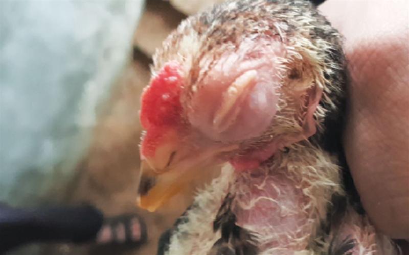 Tìm hiểu nguyên nhân khiến gà mắc bệnh ILT