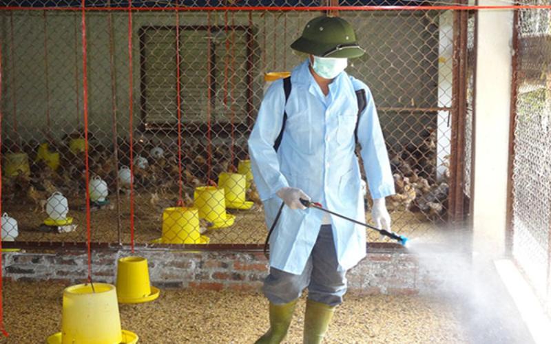 Một số biện pháp phòng ngừa bệnh ILT ở gà