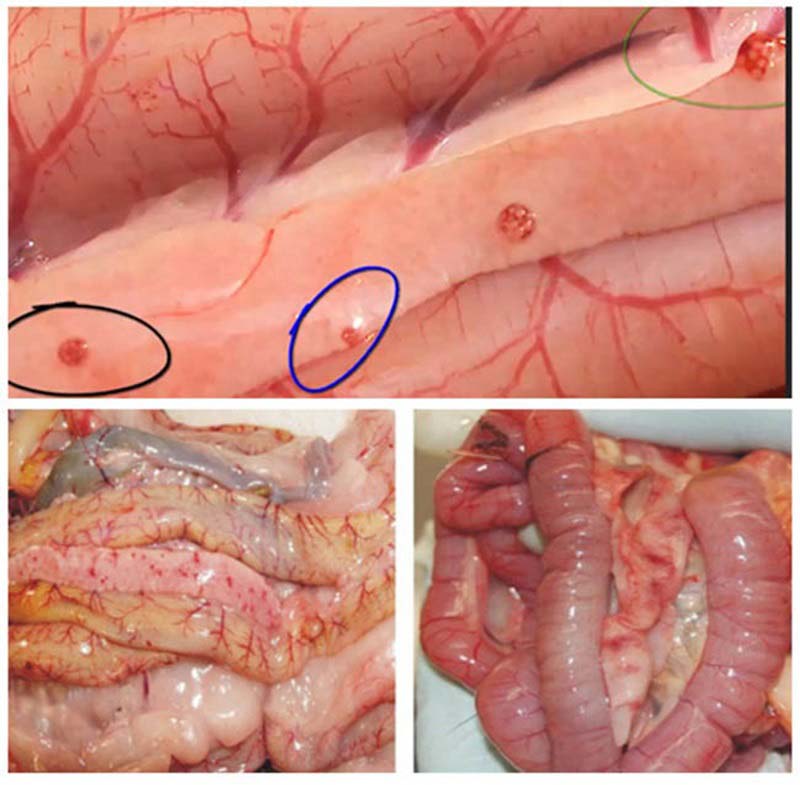 Gà chết khi bị ký sinh trùng đường máu thường có đặc điểm gì?