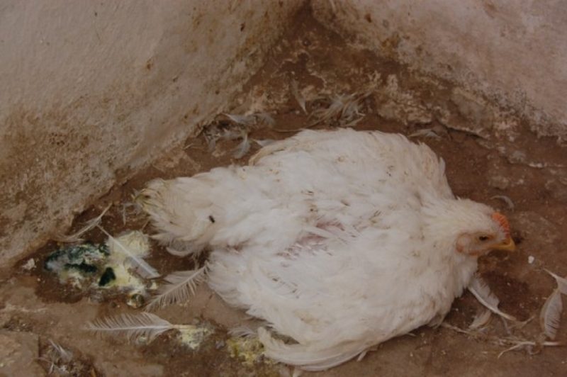 Con đường lây nhiễm bệnh bệnh Newcastle