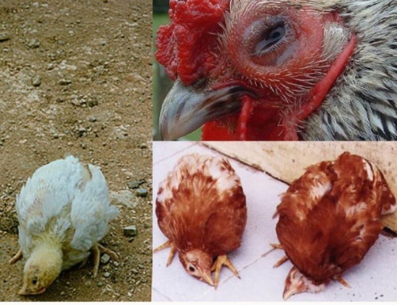 Biểu hiện bên ngoài của gà bị nhiễm bệnh Newcastle