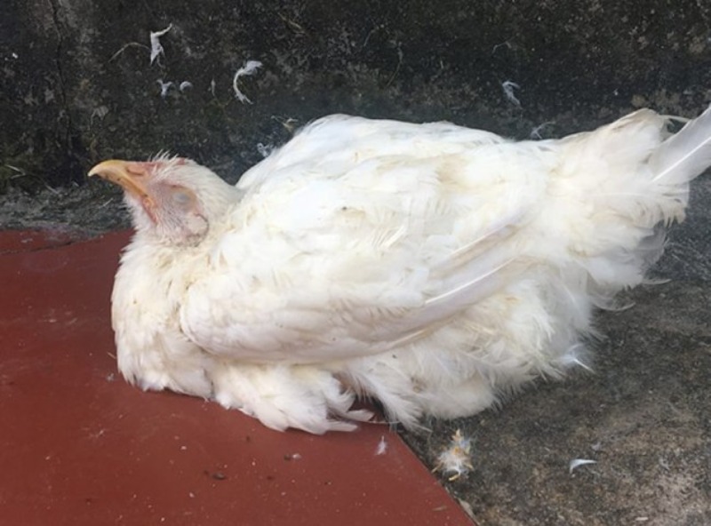 Bệnh tích bên trong khi gà bị nhiễm bệnh Newcastle