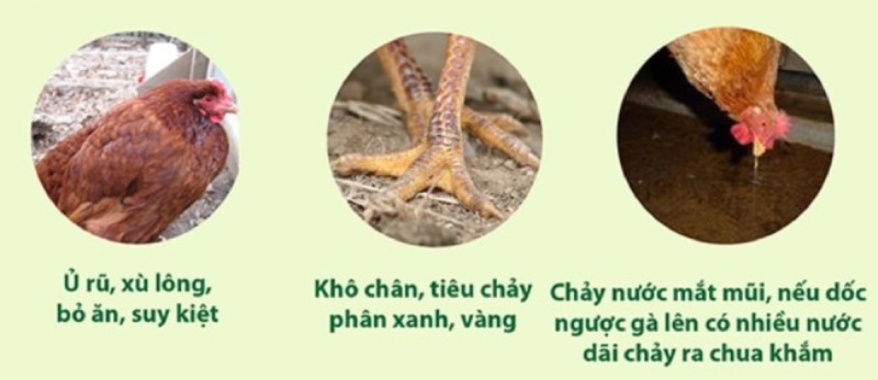 Cách điều trị bệnh Newcastle ở gà hiệu quả nhất