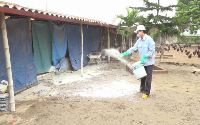 Các biện pháp phòng ngừa gà mắc bệnh ORT