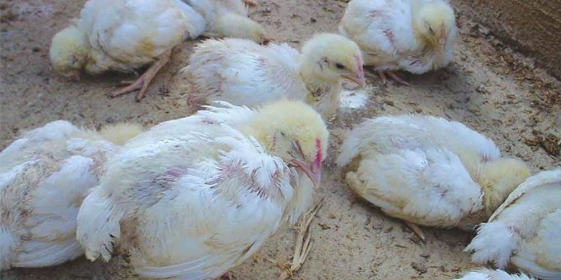 Nguyên nhân gây ra bệnh thương hàn ở gà