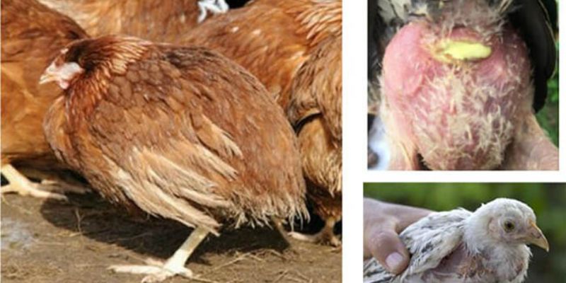 Dấu hiệu nhận biết bệnh thương hàn ở gà