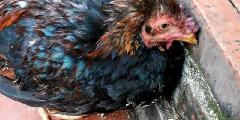 Phác đồ điều trị bệnh thương hàn hiệu quả