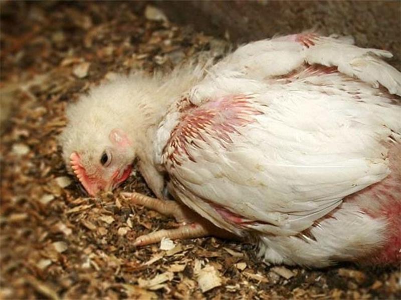 Bệnh tụ huyết trùng có thể lây lan nhanh chóng qua đường hô hấp của gà