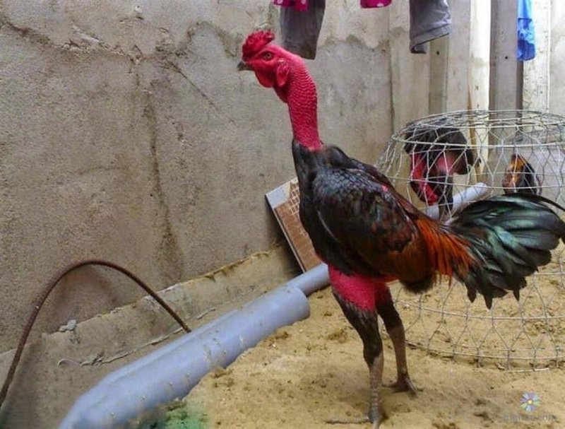 Giới thiệu tổng quan về gà Chọi C1