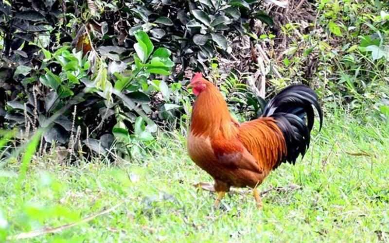 Đây là cách triệt đường sinh sản của gà