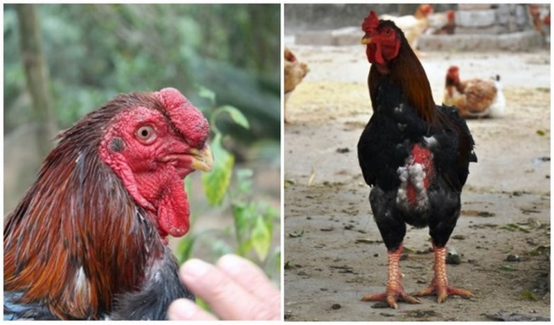 Gà Móng Đỏ là giống gà như thế nào?