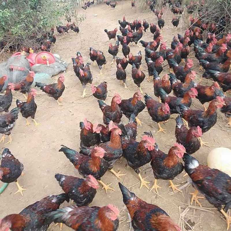 Lựa chọn thức ăn cho gà