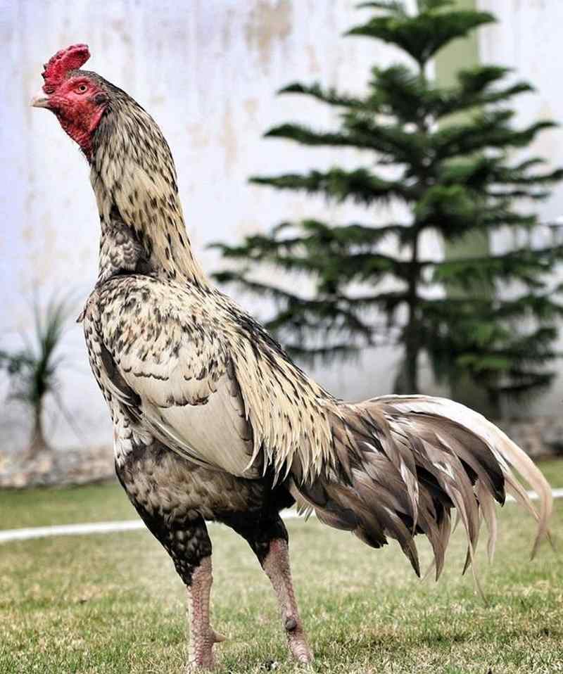 Giống gà này có xuất xứ từ các quốc gia Nam Á