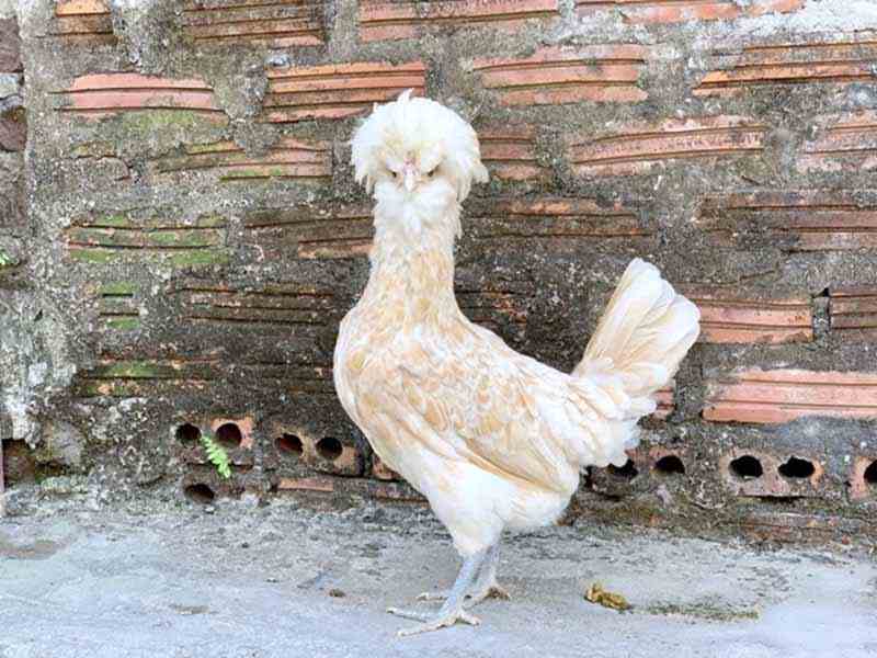 Tìm hiểu giống gà độc lạ của Ba Lan