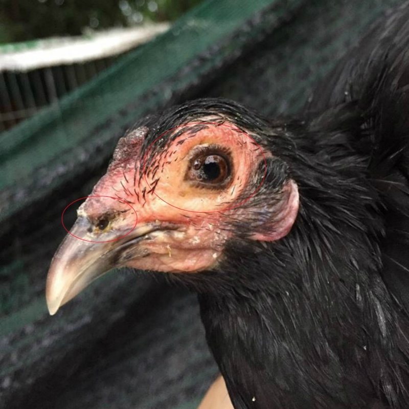 Thông tin về căn bệnh APV trên gà