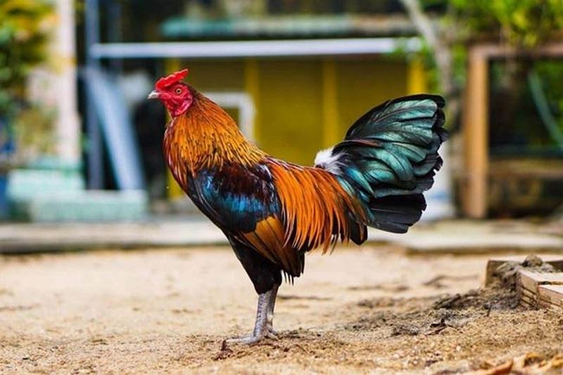 Có rất nhiều nguyên nhân gây ra bệnh khò khè ở gà