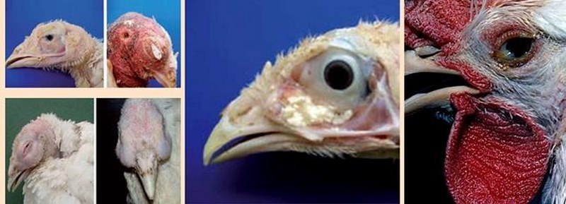 Một số triệu chứng thường gặp của bệnh khò khè ở gà