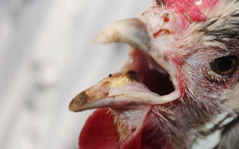 Nguyên nhân gây nấm họng ở gà do nấm Candida albicans