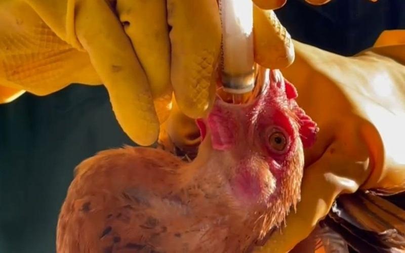 Điều trị nấm họng ở gà bằng thuốc chuyên dụng