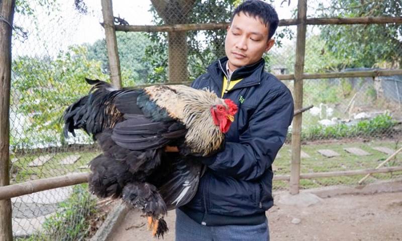 Brahma ít khi gây hấn và sống hòa thuận với các loài gà khác