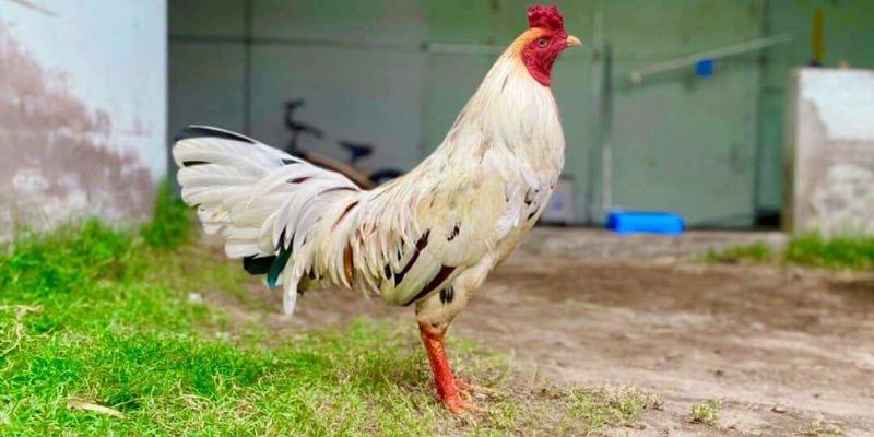 Đặc điểm chung của giống gà bướm