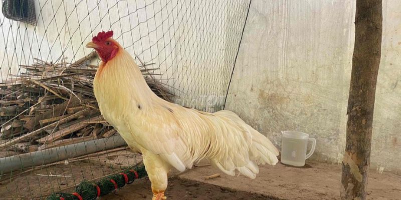 Nguồn gốc bố mẹ