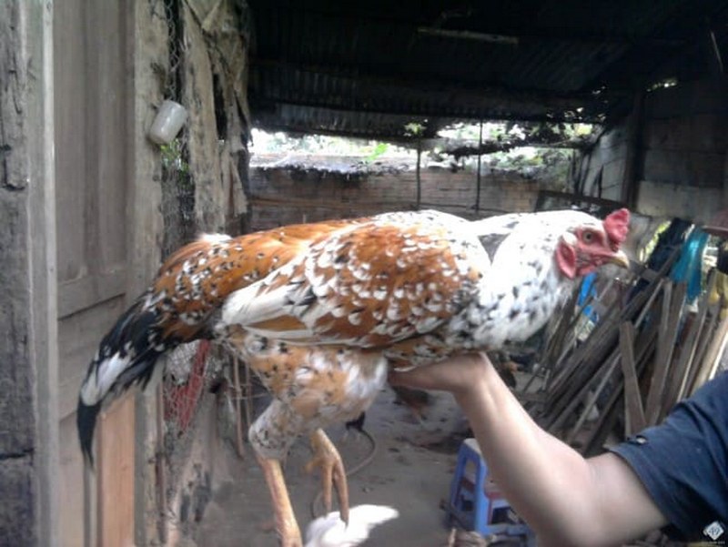 Ngoại hình của gà của Cao Lãnh