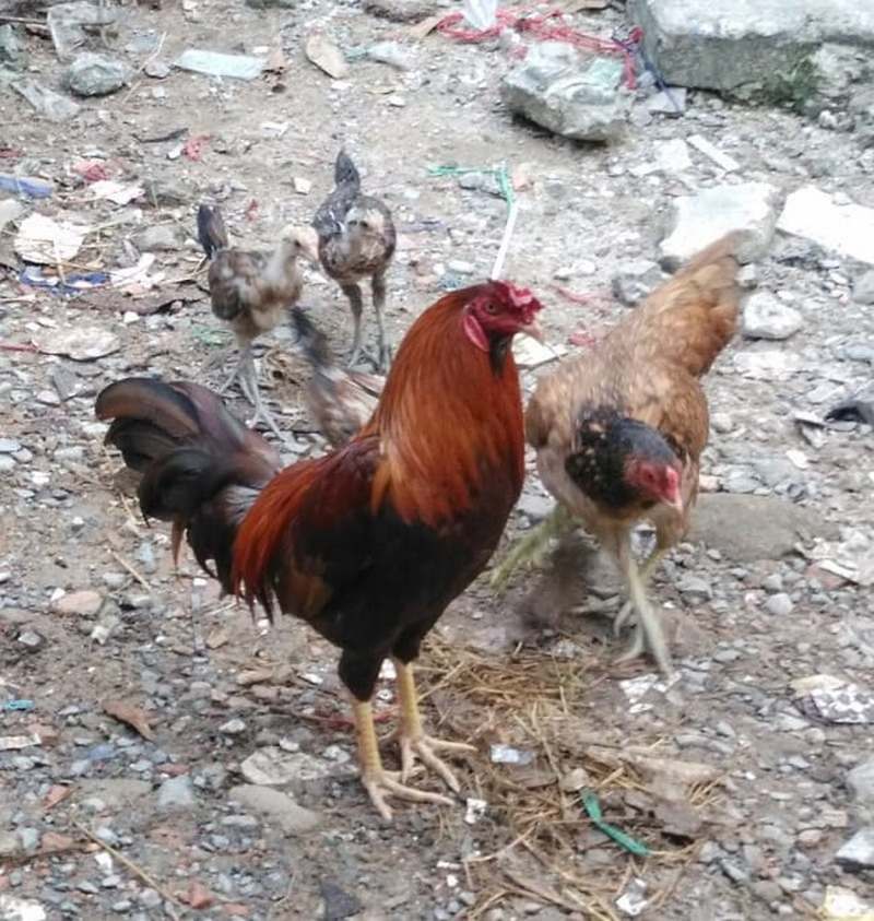 Giá trị kinh tế