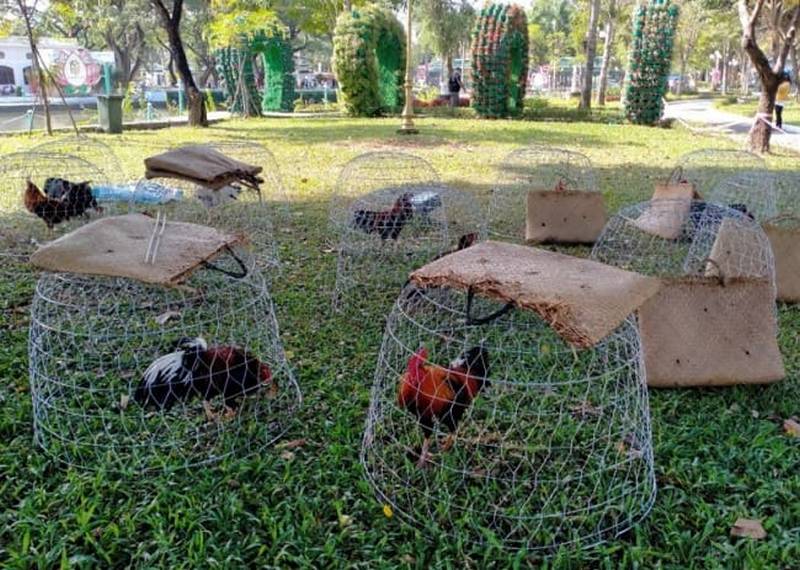 Lựa chọn gà giống