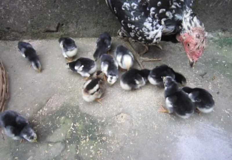 Chuẩn bị đầy đủ thức ăn cho gà con