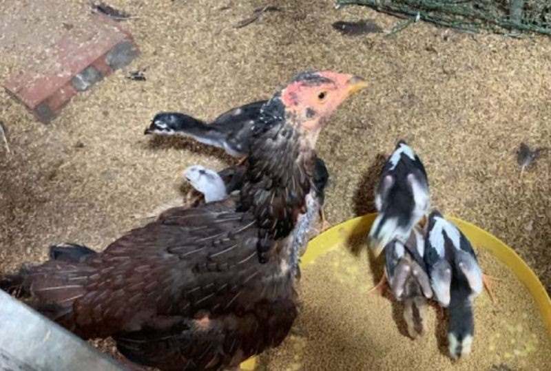 Lưu ý để phòng bệnh cho gà con hiệu quả