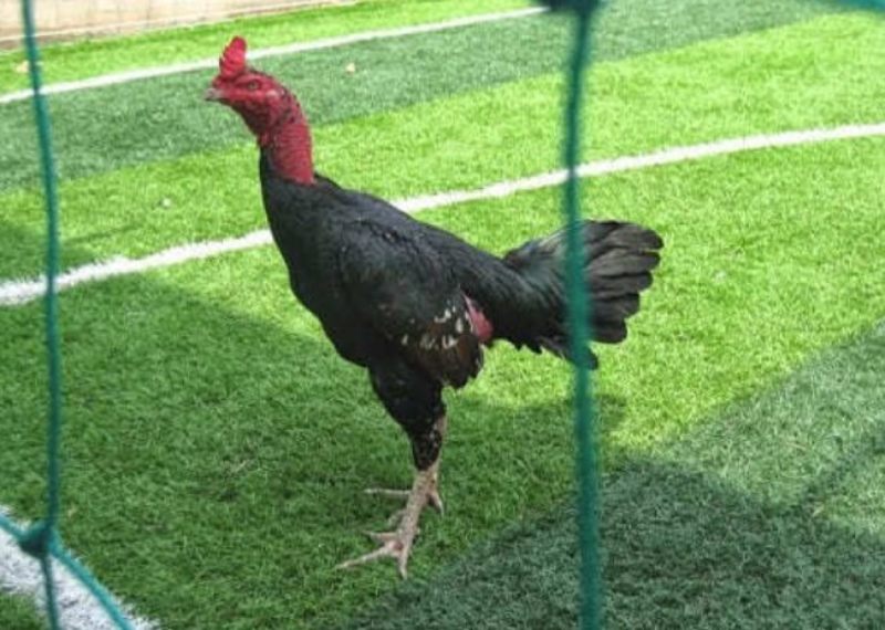 Âm minh tiếng gà gáy