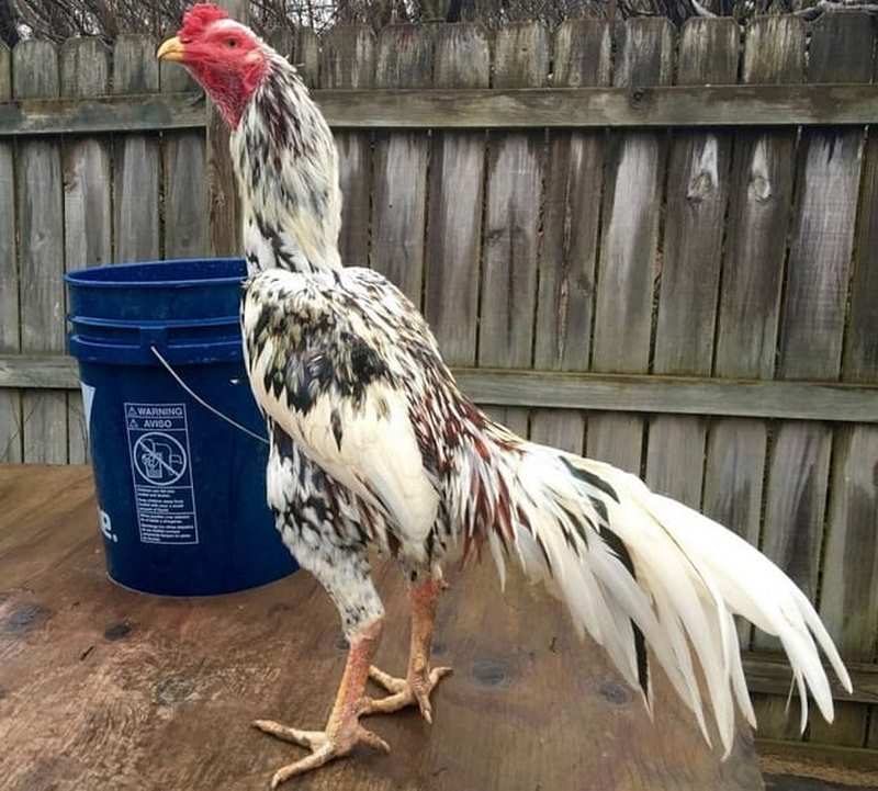 Gà chọi Thái - biểu tượng sức mạnh phi thường