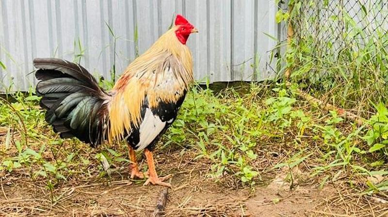 Phân loại theo màu lông