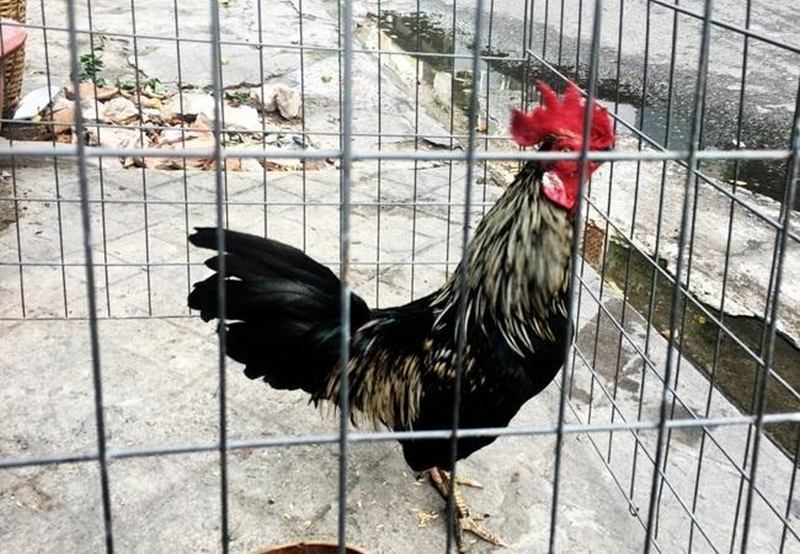 Đặc điểm nhận biết về ngoại hình của giống gà chuối