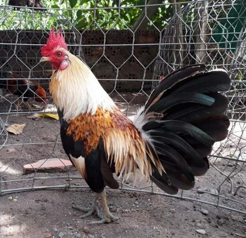 Sức đề kháng tốt