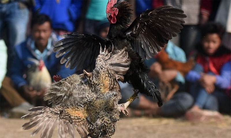 Gà đá đòn độc là gì?