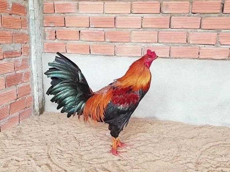 Gà điều còn có tên gọi khác là gà tía