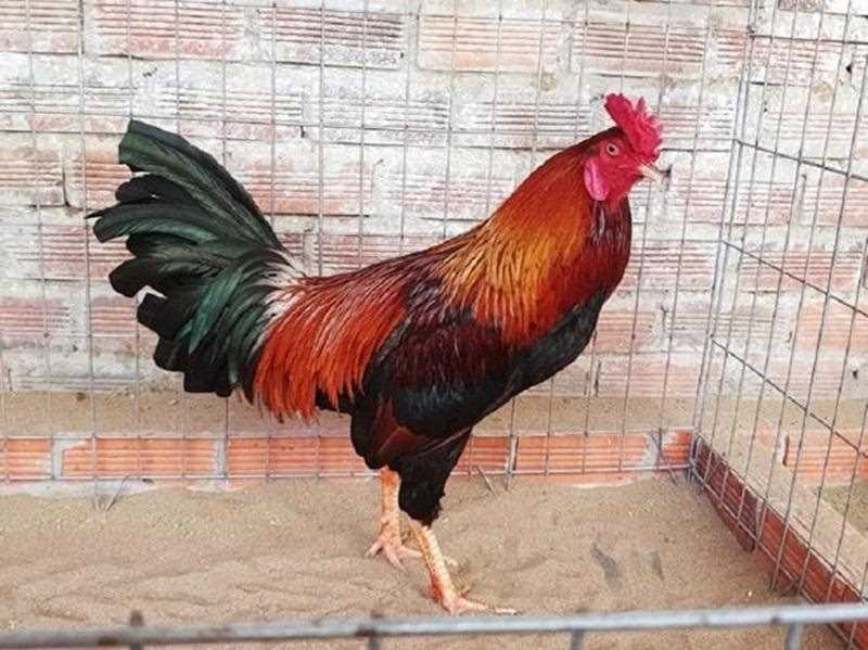 Đây là loài gà có tính hiếu chiến cực kỳ cao