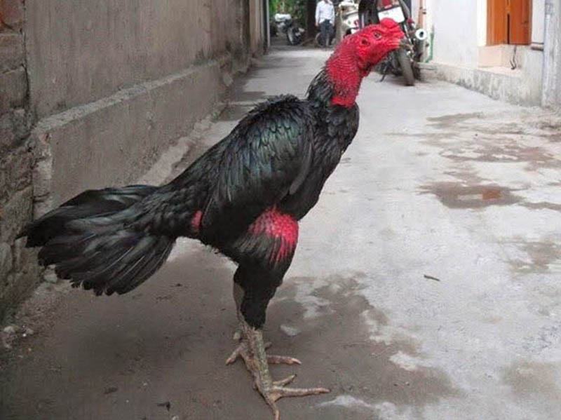 Gà đòn có kích thước lớn, mạnh mẽ với móng sắc bén