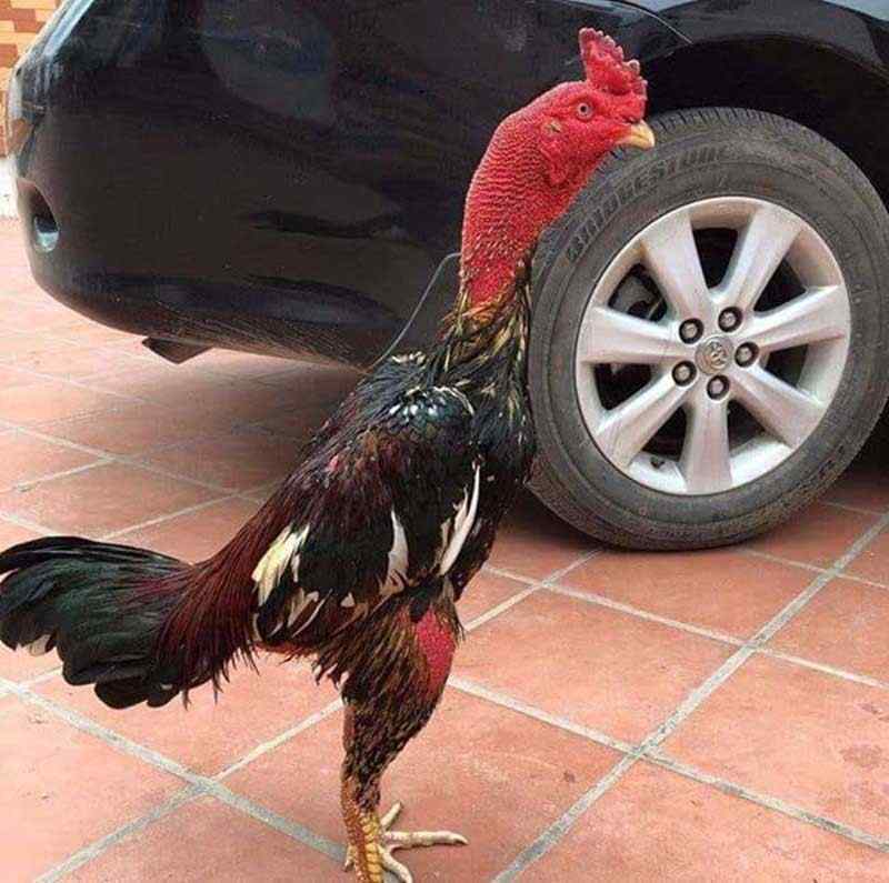 Giống gà đòn nổi bật khu vực miền Trung