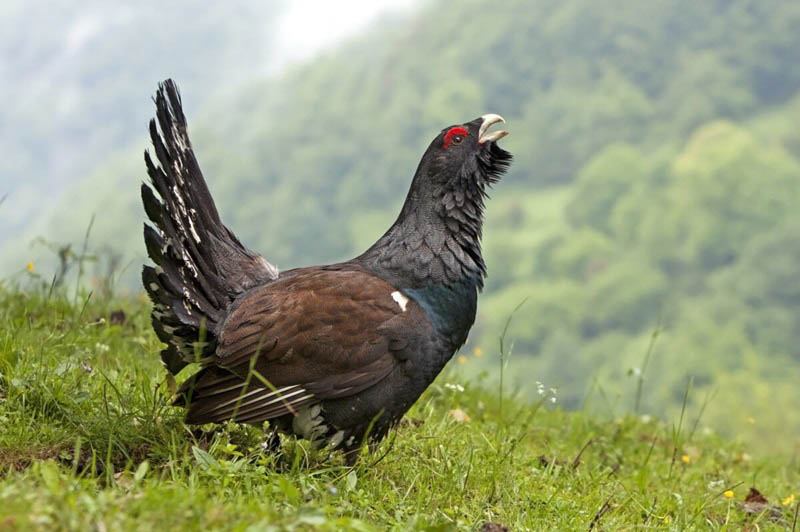 Gà Gô có thể đổi màu lông theo mùa