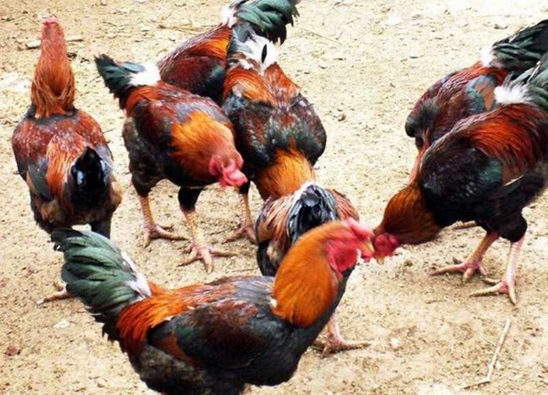 Gà hồ có khả năng chống chịu bệnh tật tốt