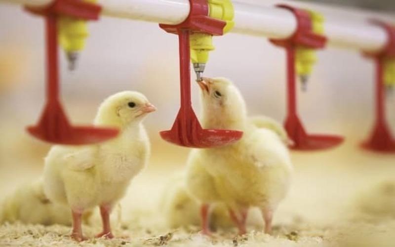 Sử dụng thuốc của người để điều trị gà đi ỉa phân trắng
