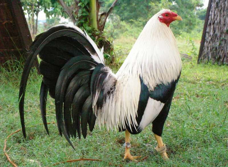 Gà Kelso 10 tháng tuổi