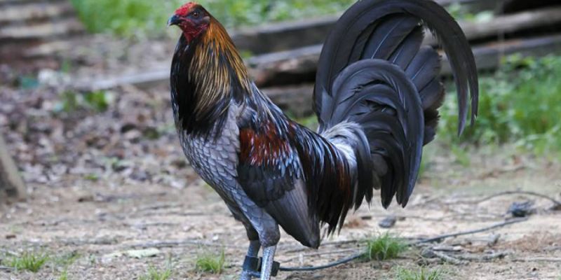 Gà chọi Kelso có dễ chăm sóc không?