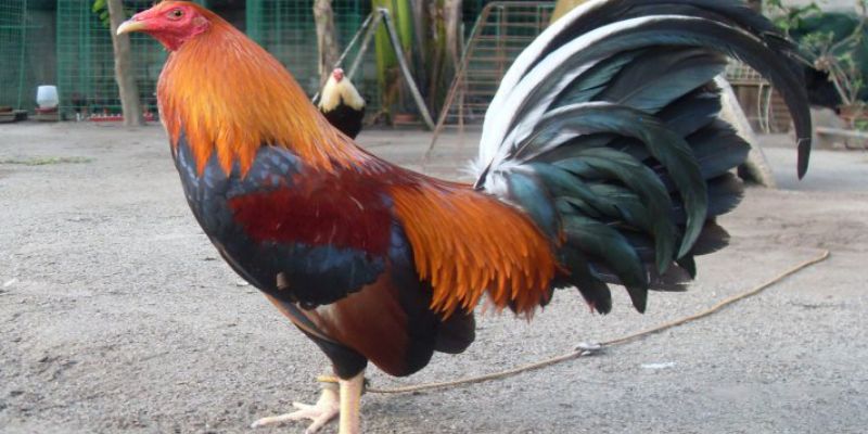 Những ưu điểm mà chỉ có ở giống gà Kelso